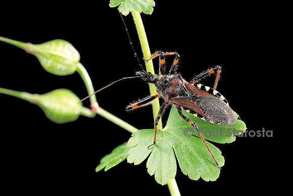 Rhynocoris sp. (réduve)
