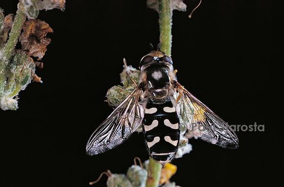 Scaeva pyrastri