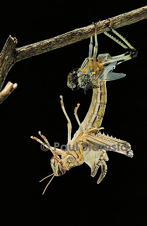 Schistocerca gregaria (criquet pèlerin) - mue imaginale