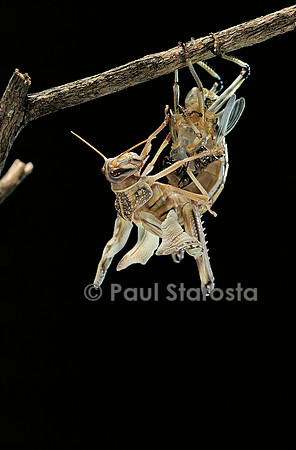 Schistocerca gregaria (criquet pèlerin) - mue imaginale