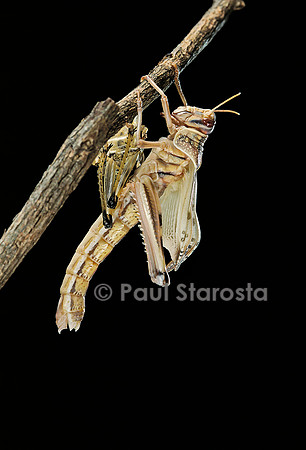 Schistocerca gregaria (criquet pèlerin) - mue imaginale
