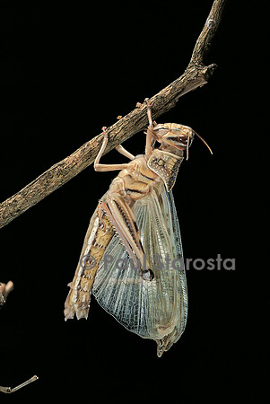 Schistocerca gregaria (criquet pèlerin) - mue imaginale