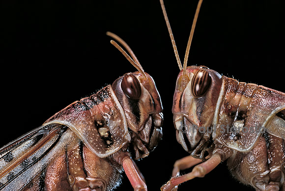 Schistocerca gregaria (criquet pèlerin) - portrait