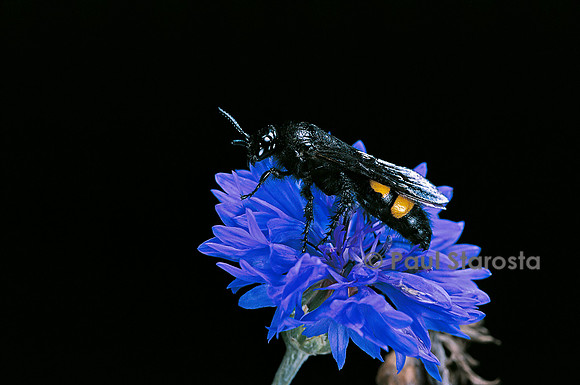 Scolia hirta (scolie)