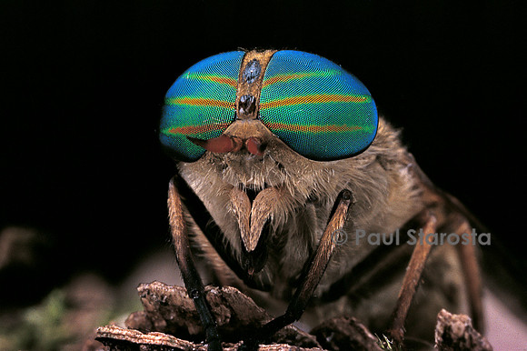 Tabanus bromius (taon)