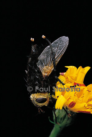 Tachina grossa (tachinaire)