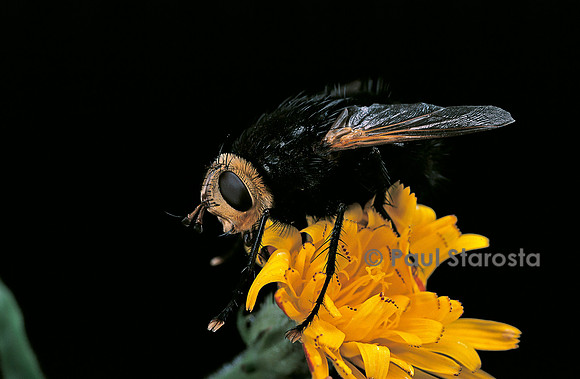 Tachina grossa (tachinaire)
