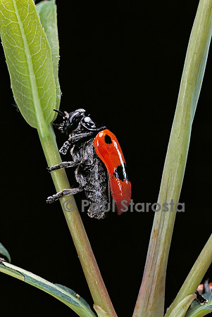 Clytra quadripunctata