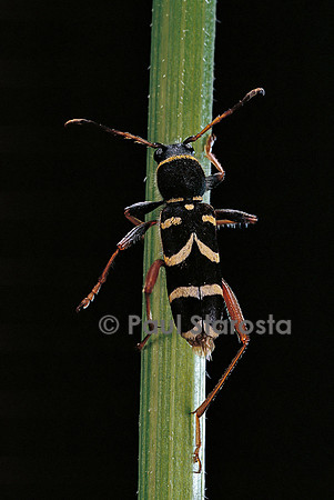 Clytus arietis