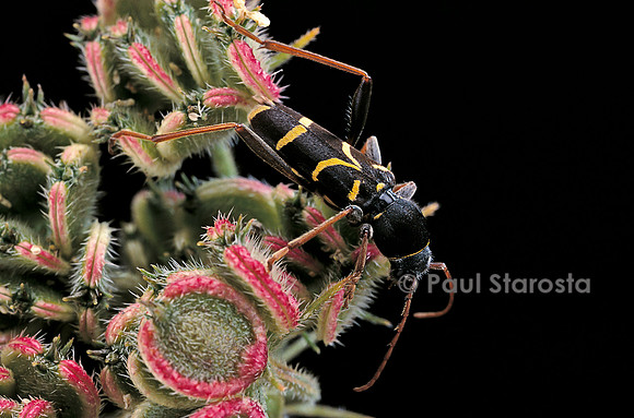 Clytus lama