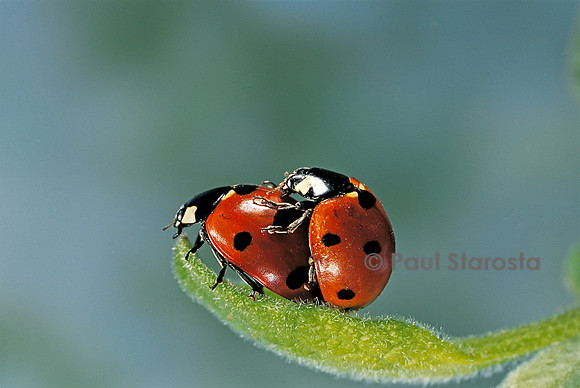 Coccinella septempunctata (coccinelle) - accouplement