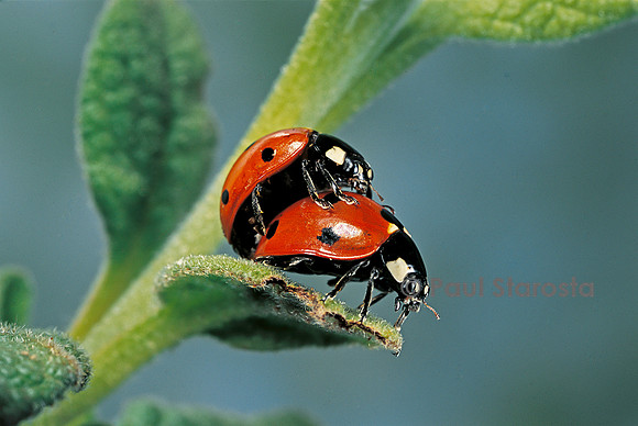 Coccinella septempunctata (coccinelle) - accouplement