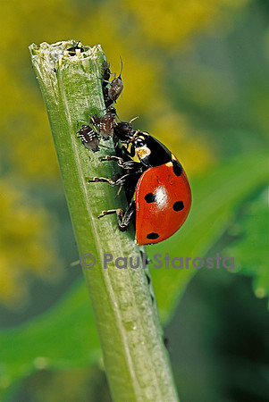 Coccinella septempunctata (coccinelle) - dévorant des pucerons