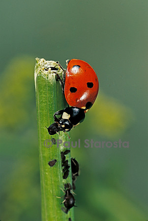 Coccinella septempunctata (coccinelle) - dévorant des pucerons