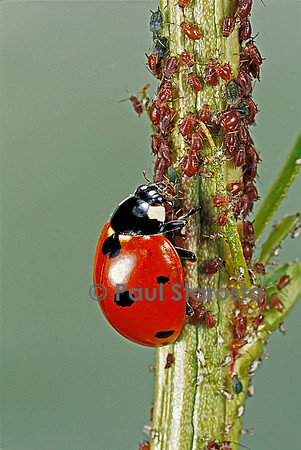 Coccinella septempunctata (coccinelle) - dévorant des pucerons