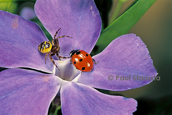 Coccinella septempunctata (coccinelle) - et araignée