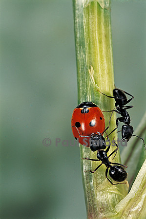 Coccinella septempunctata (coccinelle) - et fourmi