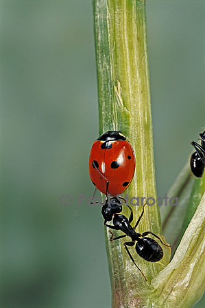 Coccinella septempunctata (coccinelle) - et fourmi