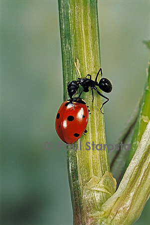 Coccinella septempunctata (coccinelle) - et fourmi