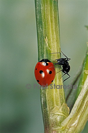 Coccinella septempunctata (coccinelle) - et fourmi