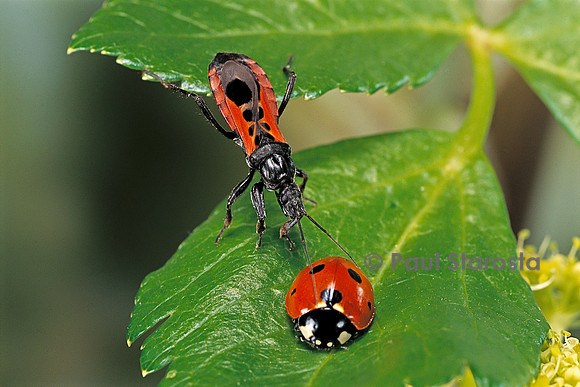 Coccinella septempunctata (coccinelle) - et punaise réduve