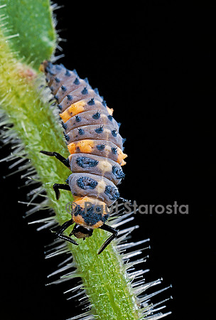 Coccinella septempunctata (coccinelle) - larve