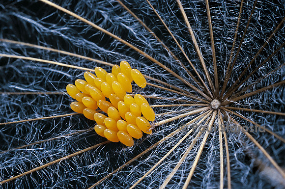 Coccinella septempunctata (coccinelle) - œufs