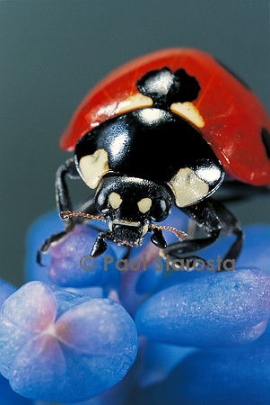 Coccinella septempunctata (coccinelle) - portrait