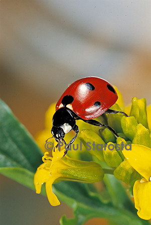 Coccinella septempunctata (coccinelle)