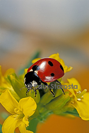 Coccinella septempunctata (coccinelle)