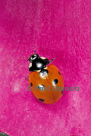Coccinella septempunctata (coccinelle)
