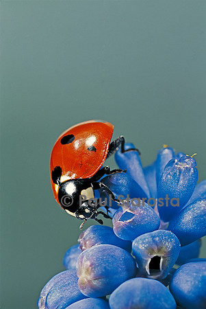 Coccinella septempunctata (coccinelle)