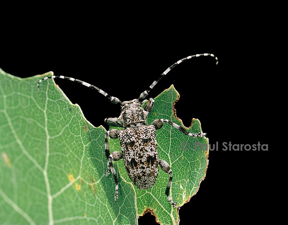 Acanthoderes clavipes