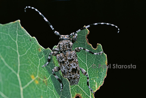 Acanthoderes clavipes