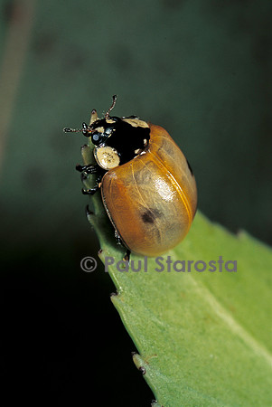 Adalia bipunctata (coccinelle) - commençant à se colorer