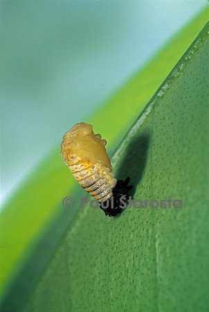 Adalia bipunctata (coccinelle) - éclosion de la nymphe