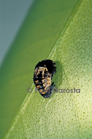 Adalia bipunctata (coccinelle) - éclosion de la nymphe