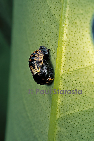 Adalia bipunctata (coccinelle) - éclosion de la nymphe