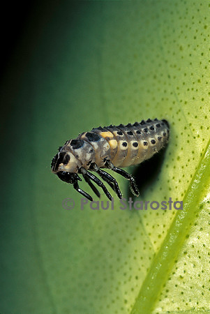 Adalia bipunctata (coccinelle) - éclosion de la nymphe