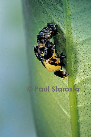 Adalia bipunctata (coccinelle) - éclosion de l'adulte