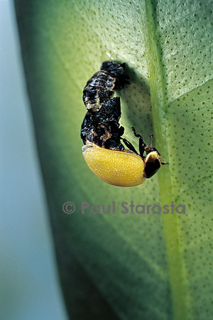 Adalia bipunctata (coccinelle) - éclosion de l'adulte