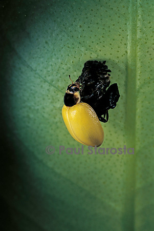 Adalia bipunctata (coccinelle) - éclosion de l'adulte