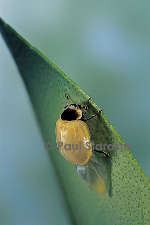 Adalia bipunctata (coccinelle) - éclosion de l'adulte
