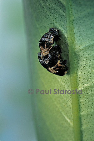 Adalia bipunctata (coccinelle) - éclosion de l'adulte
