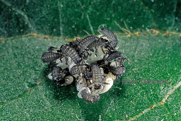 Adalia bipunctata (coccinelle) - éclosion des larves