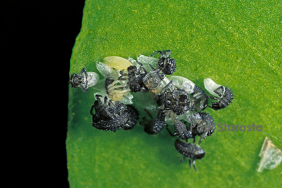 Adalia bipunctata (coccinelle) - éclosion des larves