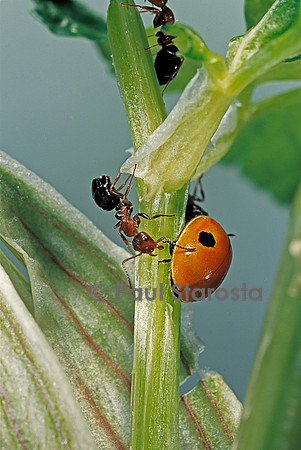Adelia bipunctata (coccinellidae) - et fourmi