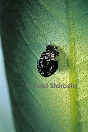 Adalia bipunctata (coccinelle) - exuvie