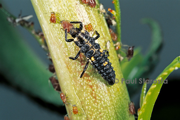 Adalia bipunctata (coccinelle) - larve dévorant des pucerons