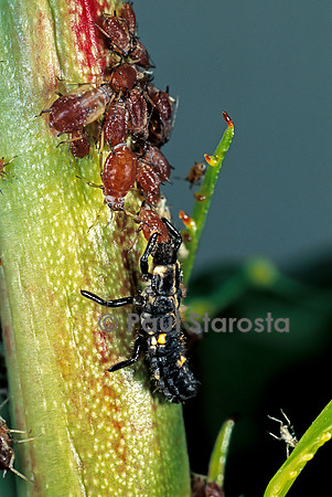Adalia bipunctata (coccinelle) - larve dévorant des pucerons